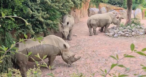 Par Rinocerontes Naturaleza — Vídeo de stock