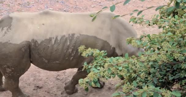 Grand Rhinocéros Dans Nature — Video