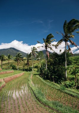 Bali Endonezya pirinç terasları ve avuç içi ağaçları yeşil