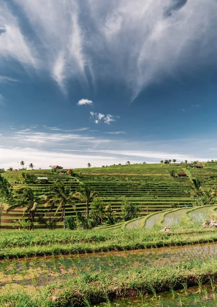 Jatiluwih Ryżu Tarasy Krajobraz Bali Indonezja — Zdjęcie stockowe