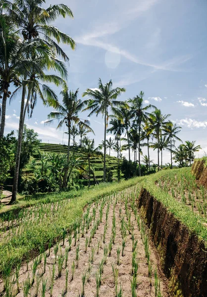 Green Indonesian Rice Terraces Palms Trees Bali — Stock Photo, Image