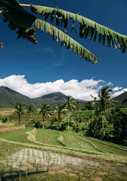 印度尼西亚巴厘岛的 Jatiluwih 水稻梯田和棕榈树 — 图库照片