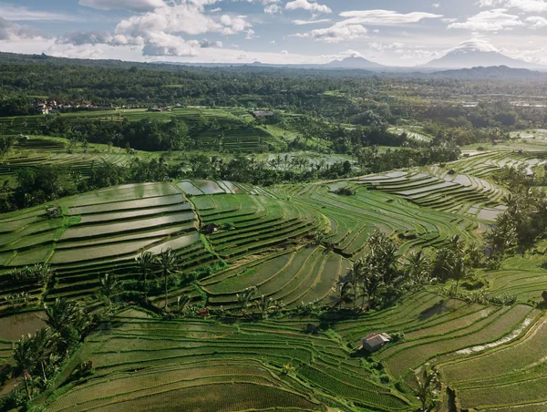 Zielone Tarasy Ryżu Jatiluwih Bali Indonezja — Zdjęcie stockowe