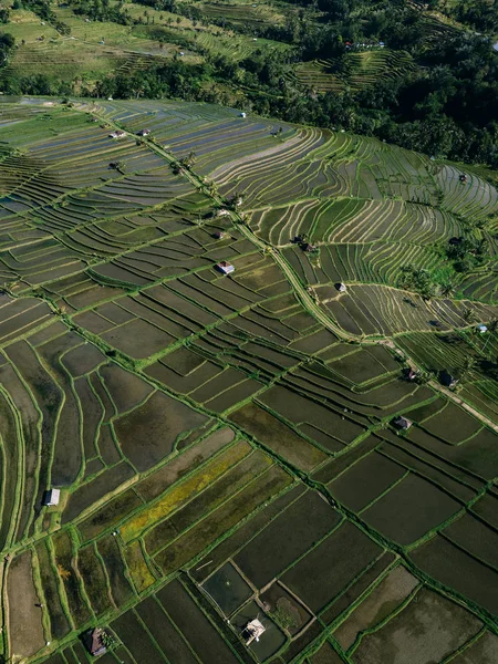 Widok Lotu Ptaka Zielone Tarasy Ryżowe Jatiluwih Bali Indonezja — Zdjęcie stockowe