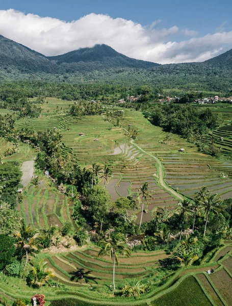 Jatiluwih Tarasy Ryżowe Dziedzictwa Unesco Bali Indonezja — Zdjęcie stockowe