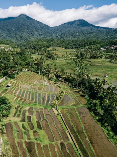 Widok Zielony Ryż Tarasy Bali — Zdjęcie stockowe