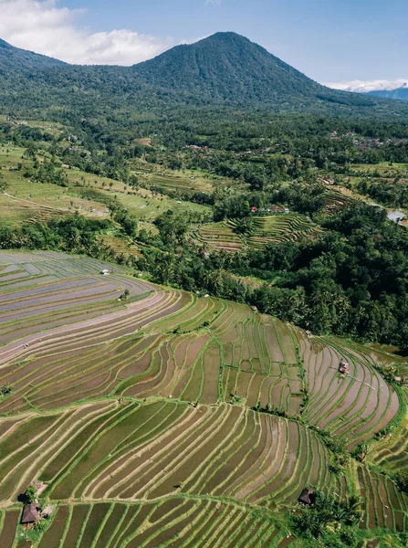 Рисовые Террасы Джатилуви Наследие Юнеско Бали Индонезия — стоковое фото