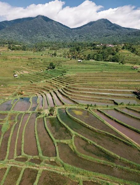Jatiluwih Rijstvelden Bali Indonesië — Stockfoto