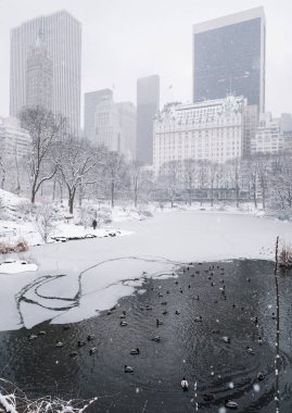 Manhattan, New York, Usa - 2 Mart 2019: kardaki ağaçlar ve binalar