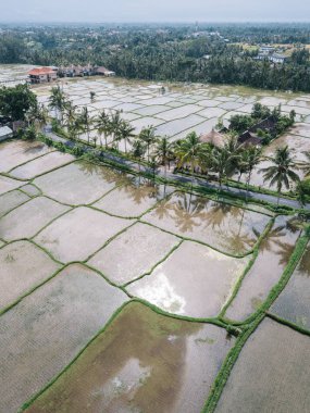 Tegallalang Rice Teracce, Bali, Endonezya manzarası