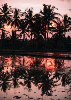 Tegallalang Rice Teracce, Bali, Endonezya manzarası