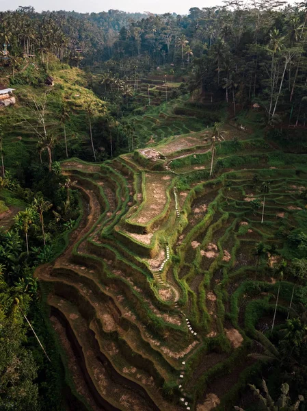 Tegallalang Rice Teracce风景名胜 印度尼西亚巴厘 — 图库照片