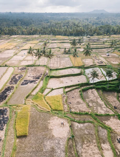 Сценічний Вигляд Tegallalang Rice Teracce Bali Indonesia — стокове фото