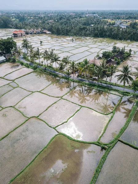 Scenic View Tegallalang Rice Teracce Bali Indonesia — Stock Photo, Image