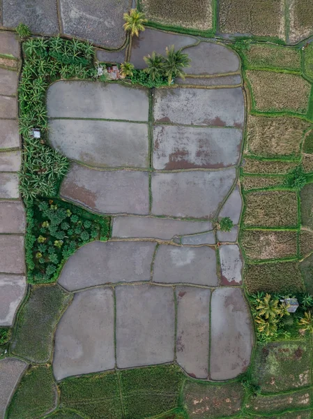 Tegallalang Rice Teracce Bali Endonezya Manzarası — Stok fotoğraf