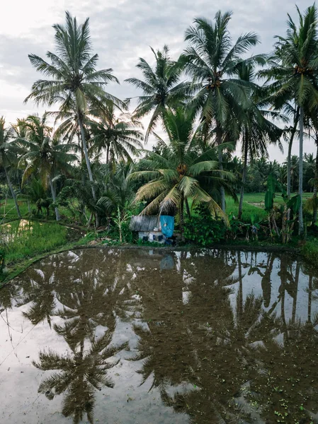 Tegallalang Rice Teracce, Bali, Endonezya manzarası