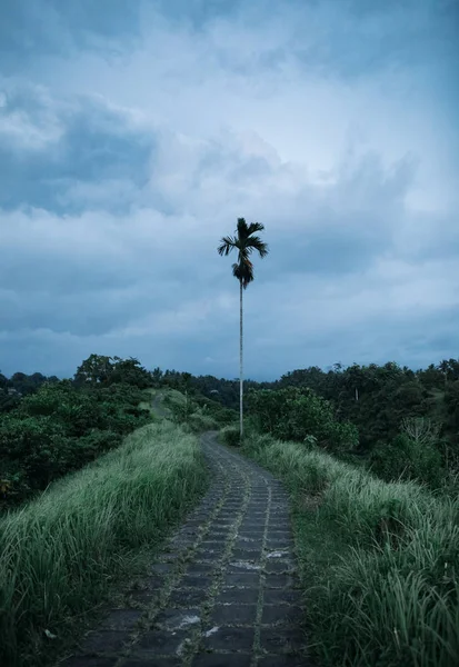 Malerischer Blick Auf Ubud Bali Indonesien — Stockfoto