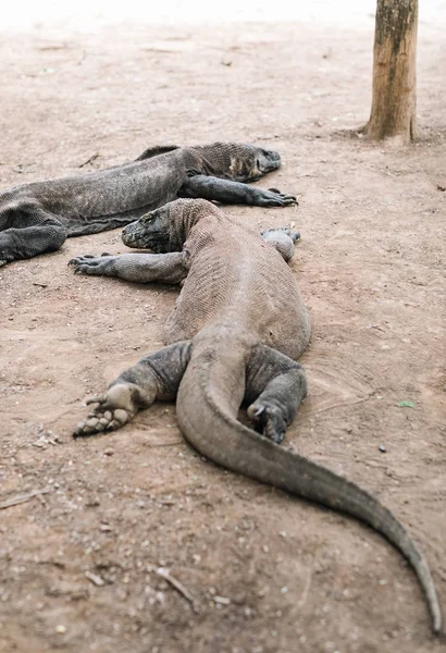 Scenic View Komodo Dragons Komodo National Park Indonesia — стокове фото