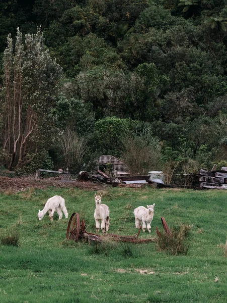 Grupa alpaki białej w Nowej Zelandii — Zdjęcie stockowe