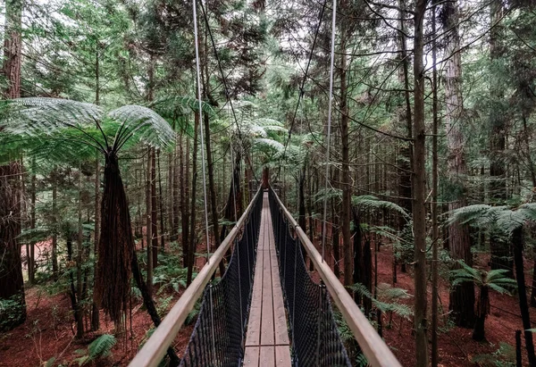 Baumspaziergang im Whakarewarewa Forest in der Nähe von Rotorua, Neuseeland — Stockfoto