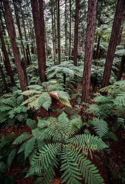 Rotorua, Yeni Zelanda yakınlarındaki Whakarewarewa Ormanı 'nda ağaç yürüyüşü — Stok fotoğraf