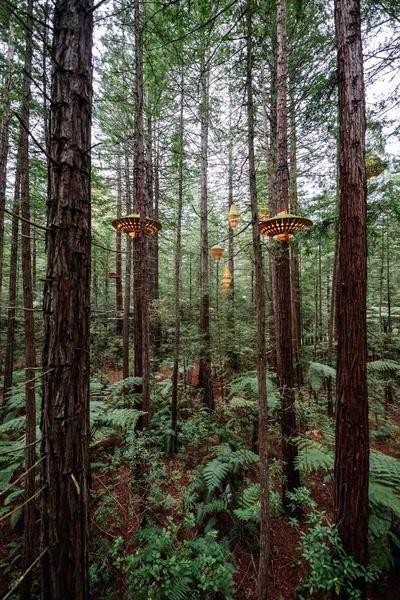 Rotorua, Yeni Zelanda yakınlarındaki Whakarewarewa Ormanı 'nda ağaç yürüyüşü — Stok fotoğraf