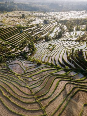 Bali, Endonezya 'da gün doğumunda Jatiluwih pirinç terasları