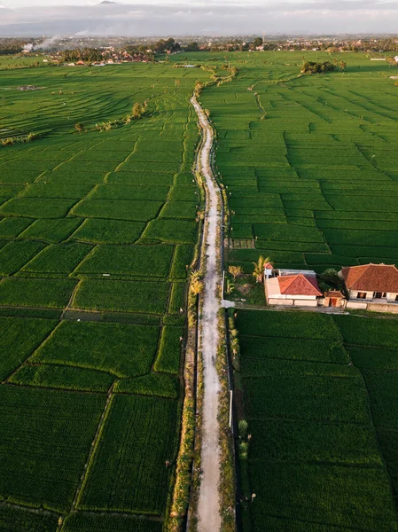 Aerial view of a ricefield in Canggu, Bali — Stock Photo, Image