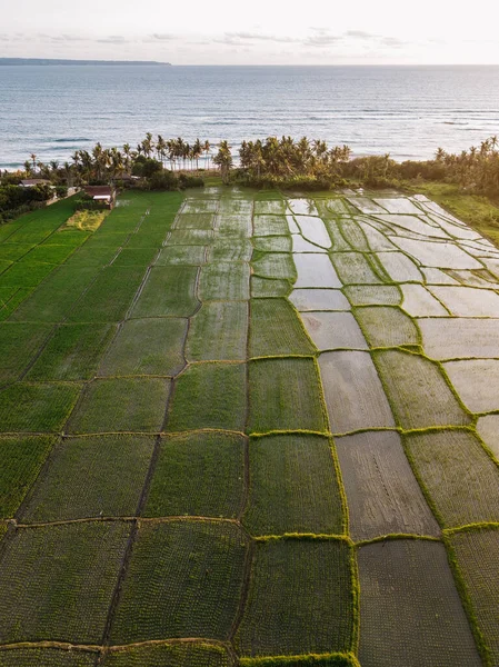 Aerial view of a ricefield in Canggu, Bali — Stock Photo, Image