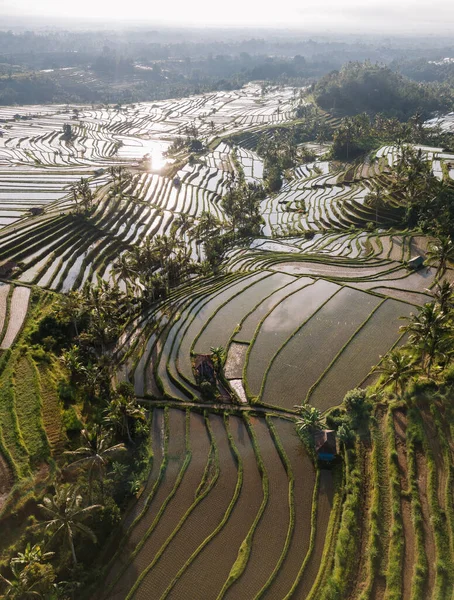 Рисовые террасы Jatiluwih на рассвете в Бали, Индонезия — стоковое фото