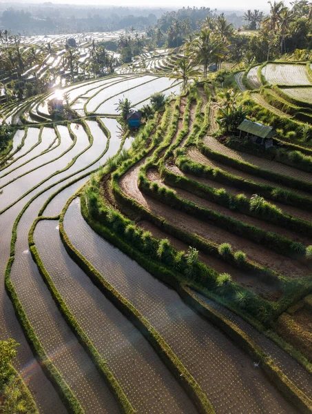 Terraços de arroz Jatiluwih ao nascer do sol em Bali, Indonésia Fotografias De Stock Royalty-Free