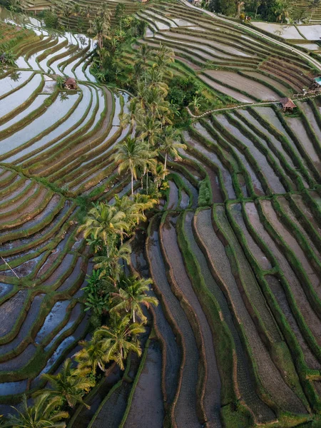 Terraços de arroz Jatiluwih ao nascer do sol em Bali, Indonésia Fotos De Bancos De Imagens