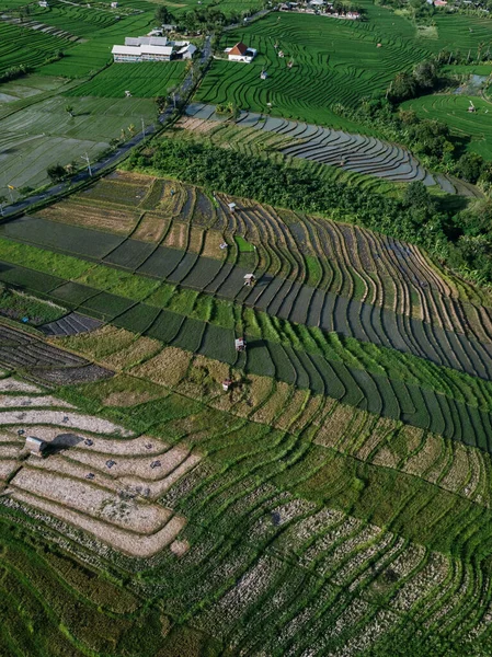 Canggu, Bali 'deki bir ricefield' ın havadan görüntüsü - Stok İmaj