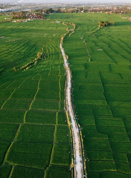 Aerial view of a ricefield in Canggu, Bali Stock Image