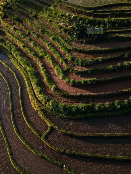 Terraços de arroz Jatiluwih ao nascer do sol em Bali, Indonésia Fotos De Bancos De Imagens