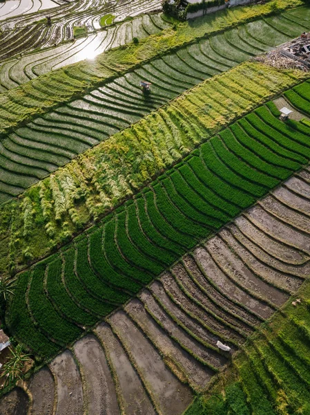 Vista aérea de um ricefield em Canggu, Bali Fotos De Bancos De Imagens Sem Royalties