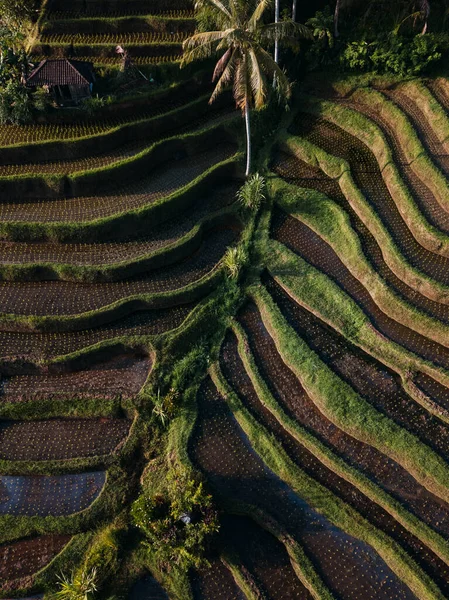 Terrazze di riso Jatiluwih all'alba a Bali, Indonesia — Foto Stock