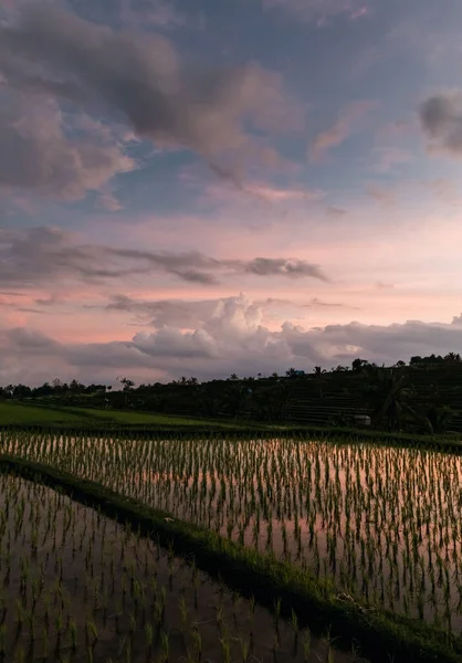 Jatiluwih rice terraces in Bali at sunrise, Indonesia — Stock Photo, Image