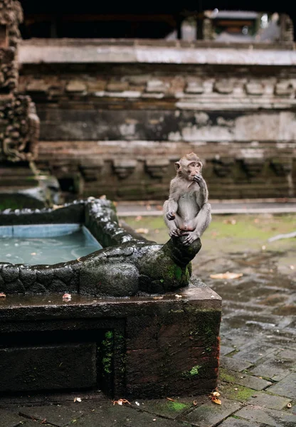 Apen in Ubud Monkey Forest, Bali, Indonesië — Stockfoto