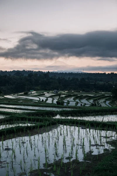 Terrasses de riz Jatiluwih à Bali au lever du soleil, Indonésie — Photo