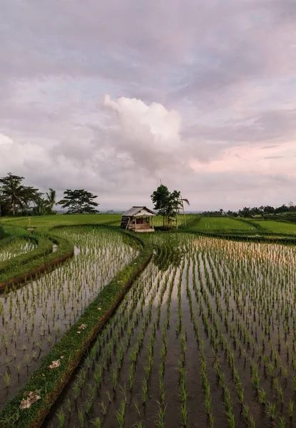 Jatiluwih rijstterrassen in Bali bij zonsopgang, Indonesië — Stockfoto