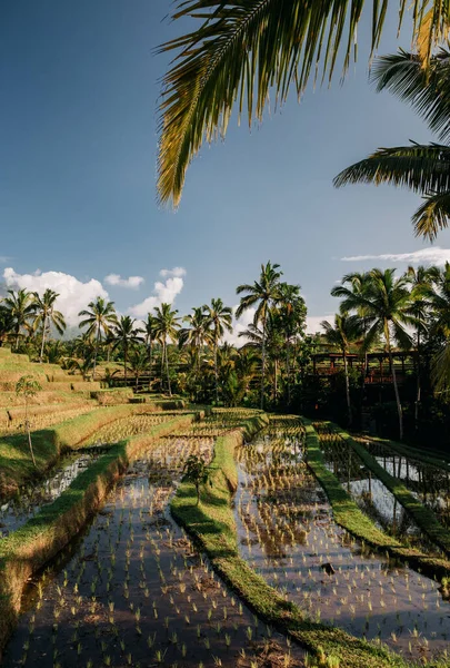 Jatiluwih rijstterrassen in Bali bij zonsopgang, Indonesië — Stockfoto