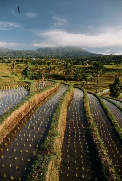 Jatiluwih rijstterrassen in Bali bij zonsopgang, Indonesië — Stockfoto