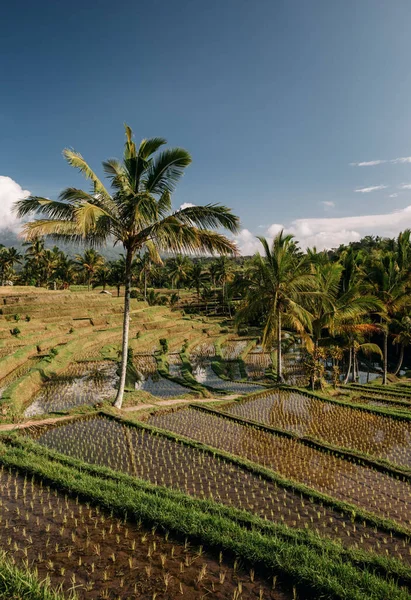 Jatiluwih rijstterrassen in Bali bij zonsopgang, Indonesië — Stockfoto