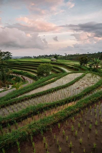 Jatiluwih rijstterrassen in Bali bij zonsopgang, Indonesië — Stockfoto