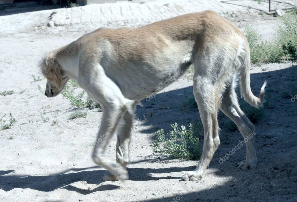 Kazakh greyhound Tazi on a ground photo