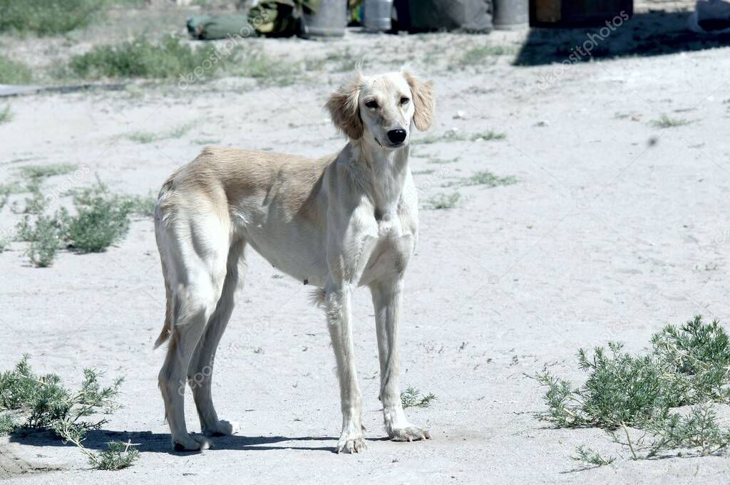 Kazakh greyhound Tazi on a ground photo
