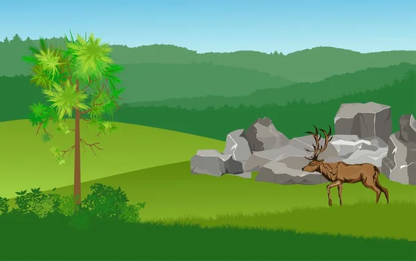Scena Della Foresta Passeggiata Dei Cervi Nella Foresta Prati Verdi — Vettoriale Stock
