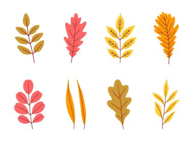 Çeşitli sonbahar yaprakları. Meşe, akasya, kül, söğüt ve kırmızı, turuncu, sarı, yeşil renklerde diğerleri arka planda. Vektör illüstrasyonu