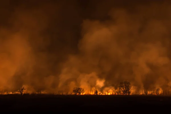 Fotografia de fogo selvagem no campo com grama ardente e árvores à noite — Fotografia de Stock
